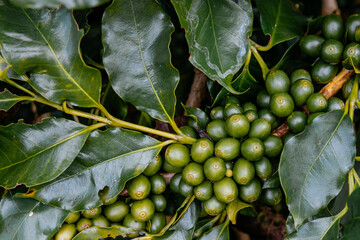 Coffee bean berry plant fresh seed coffee tree growth in green eco organic farm. Close up red ripe seed robusta arabica berries harvest for coffee garden. Fresh coffee bean green leaf bush