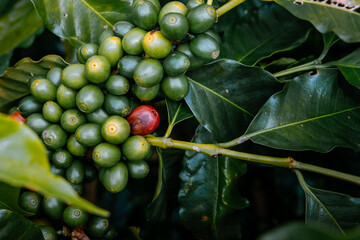 Coffee bean berry plant fresh seed coffee tree growth in green eco organic farm. Close up red ripe seed robusta arabica berries harvest for coffee garden. Fresh coffee bean green leaf bush