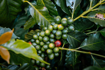 Coffee bean berry plant fresh seed coffee tree growth in green eco organic farm. Close up red ripe seed robusta arabica berries harvest for coffee garden. Fresh coffee bean green leaf bush