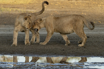 View of two young lions playfully interacting near a watering hole, their reflections shimmering on the water's surface, in Seronera, Mara Region, Tanzania.