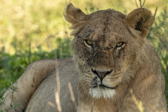 View of a regal lioness, speckled with dark spots, gazes intensely from her grassy haven, a portrait of wild beauty in the African savanna, Seronera, Mara Region, Tanzania.