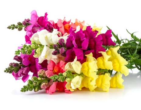 Vibrant bouquet of snapdragons