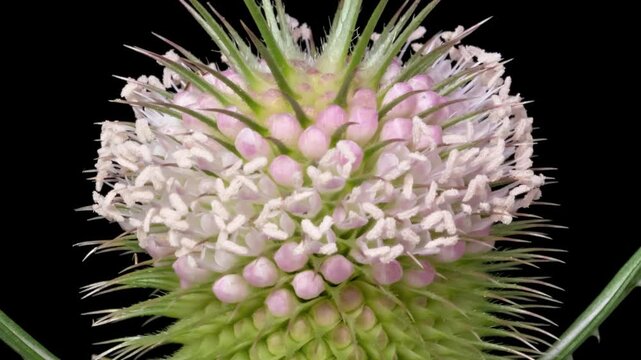 Macro time lapse blooming and wilting Wild Teasel (Dipsacus fullonum) flower, isolated on pure black background