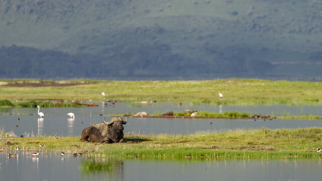View of a dark buffalo rests on a green patch of land surrounded by shimmering water and white birds, contrasting against the distant hills, Seronera, Mara Region, Tanzania.