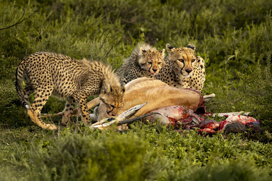 View of cheetah family feasts on vibrant kill amidst the green savanna, a raw display of life's cycle in Seronera, Mara Region, Tanzania.