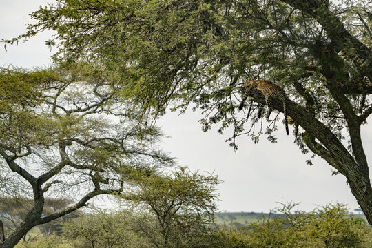 View of a leopard lounging gracefully on a high tree branch, its spotted coat blending with the dappled sunlight filtering through the leaves, Seronera, Mara Region, Tanzania.
