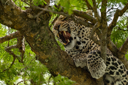 View of a leopard with its mouth open, perched majestically on a tree branch amidst lush green foliage, showcasing the raw beauty of wild nature, Seronera, Mara Region, Tanzania.