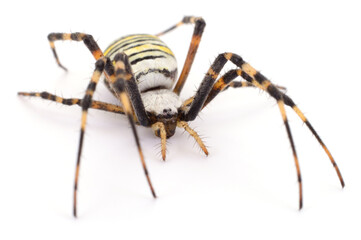 Wasp spider Argiope bruennichi close up isolated on white