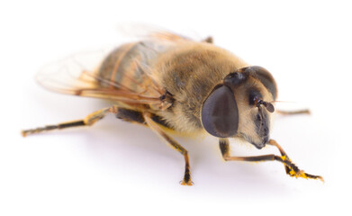 Drone honey bee isolated on white background