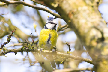 Detaillierte Nahaufnahme einer Blaumeise
