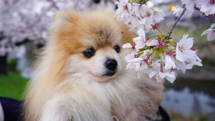 pomeranian dog in the park