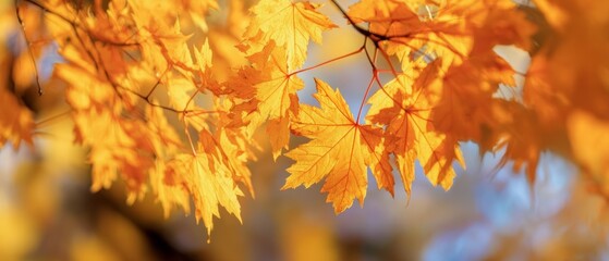 Vibrant golden autumn maple leaves against a soft blue sky. Close-up of colorful fall foliage, a seasonal background for Thanksgiving or nature concepts.