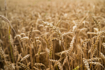 Close-up of single golden wheat ear in ripe field with blurred natural background