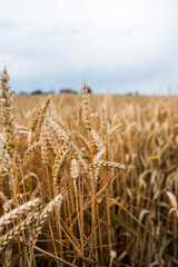 Golden wheat field with ripe grain ears against sky creating rural summer scene