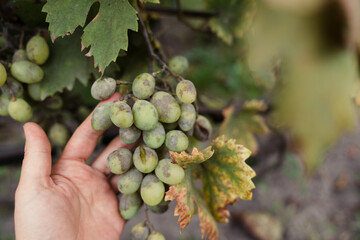 Close up of female winemaker holding a green grape cluster affected by powdery mildew fungal disease, showing white mold spots on berries. Concept of viticulture, plant pathology and crop protection.