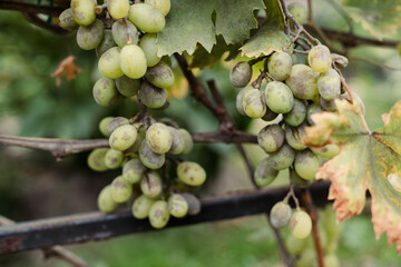 Green grapes infected with powdery mildew fungal disease