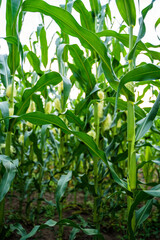Obraz premium Tall green corn plants growing in summer field with bright natural light outdoors