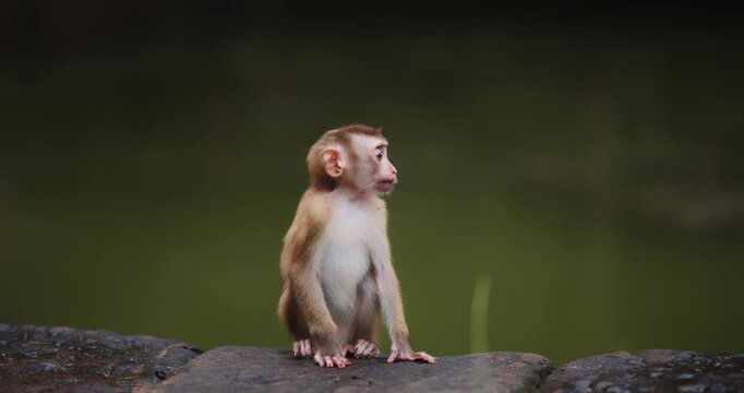 Timid Baby Monkey Sitting On Temple Stones And Getting Scared In Cambodia