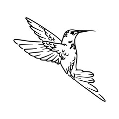 flying hummingbird line art