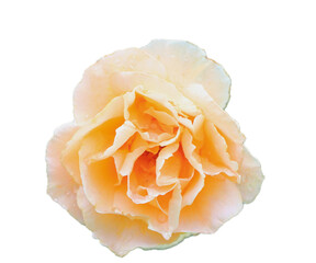 rose  (Rosaceae)