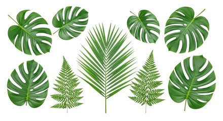 Tropical Leaves transparent bg, cutout PNG