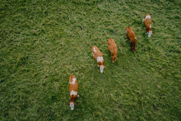 View of cows on the verdant lawn from above