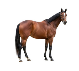 Obraz premium Bay Horse Animal transparent bg, cutout PNG