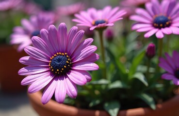 Osteospermum purple African chamomile grow in pot. Beautiful purple flowers with dark center and yellow stamens. Poster calendar. Perfect for spring garden, nature wallpaper.