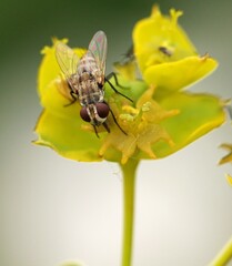 fly on yellow flower - Fly, likely a species related to the common housefly (Musca domestica) or potentially an onion fly (Delia antiqua), resting on a yellow flower or plant.
