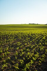Rows of green soybean plants growing in soil on sunny agricultural farmland