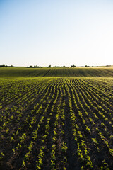 Green soybean plants growing in agricultural field under blue sky landscape