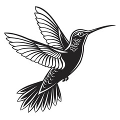hummingbird vector illustration