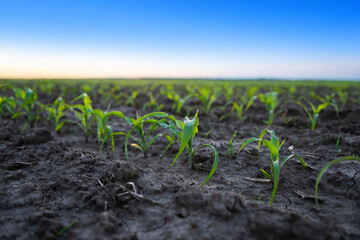 Closeup of young green corn plants sprouting in fertile soil on farmland rows
