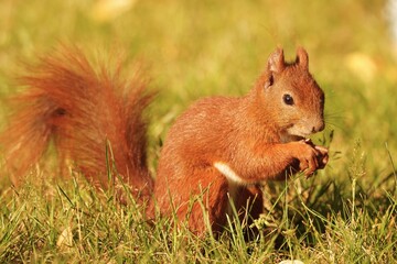 Red squirrel eating nut in grass