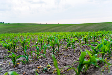 Closeup of young green corn plants sprouting in fertile soil on farmland rows