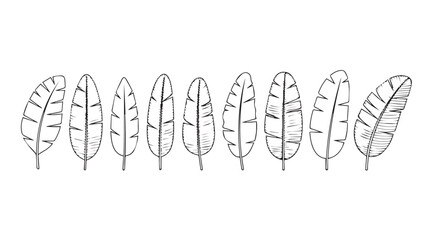 A row of delicate hand drawn feather silhouettes in black and white