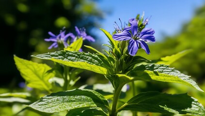 Vibrant Blue Flowers and Lush Green Leaves in Sunlight