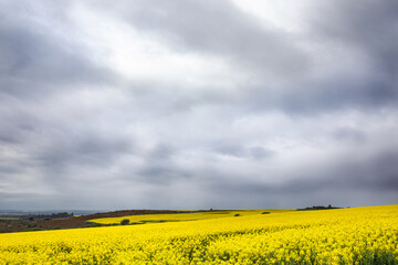 rape seed field