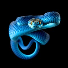 Fototapeta premium A blue snake coiled on a black background with striking yellow eyes is looking forward