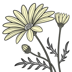golden marguerite perennial with leaves