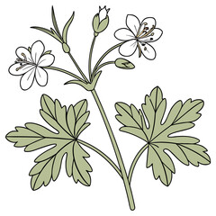 geranium macrorrhizum on white background 
