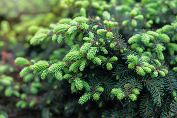 Young light green shoots of needles. Sunlight gently falls on the branches of the Christmas trees. Green tree branch.