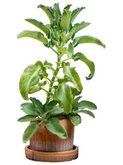 A lush green potted houseplant with vibrant leaves brings nature and growth to any home decoration