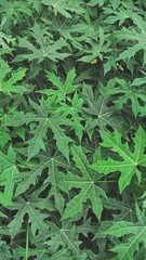 green leaves background