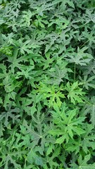 green grass background