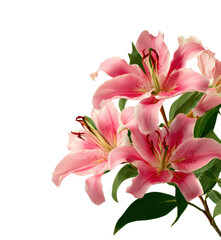 Fototapeta premium Elegant pink lilies blooming in nature floral isolated on transparent background