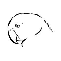 ringed parrot, vector sketch