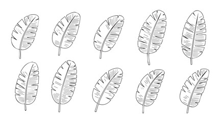 Collection of ten detailed feathers drawn in a stylized silhouette outline