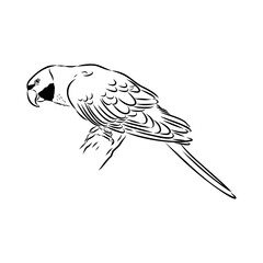 ringed parrot, vector sketch