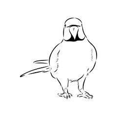 ringed parrot, vector sketch